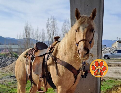 Cavalli e Pony Infiocchettati 2025. L’arrivo al Foro Boario – LE FOTO