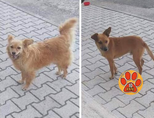 Smarriti Wendy e Simba da Casette (Rieti)