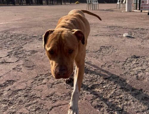 Ancora in canile il PitBull di Osteria Nuova