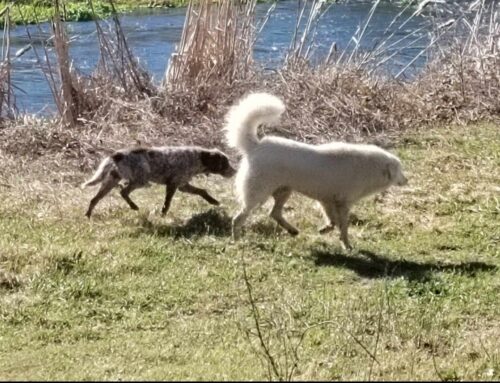 Chiara: “Questi cani vagano da una settimana nelle campagne di Cotilia”