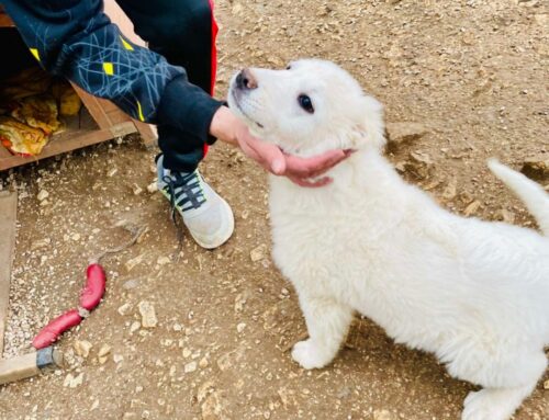 Due cuccioli di cane da Vico del Gargano (Puglia) sognano adozione