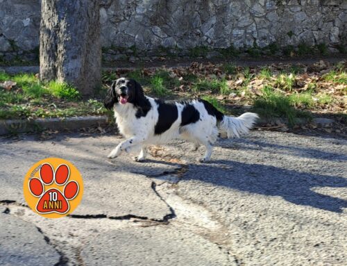 Cane vagante in viale Maraini (Rieti). È una scheggia impazzita