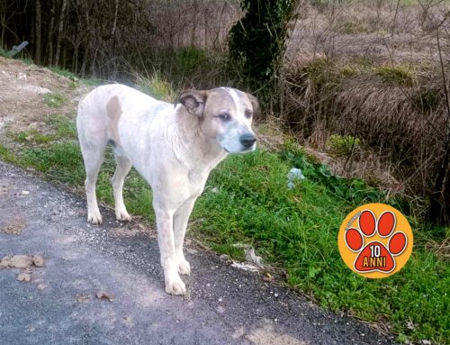 Visto camminare in strada zona Greccio – Montisola. Di chi è?