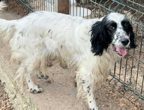 Charlie è da poco entrato in rifugio a Teramo dopo esser stato abbandonato