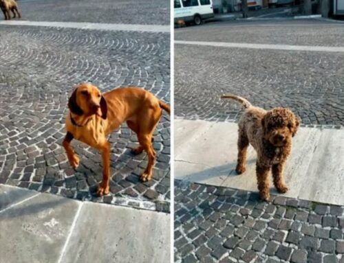 Cagnolini in strada a Belmonte, vivono in zona o si sono smarriti?