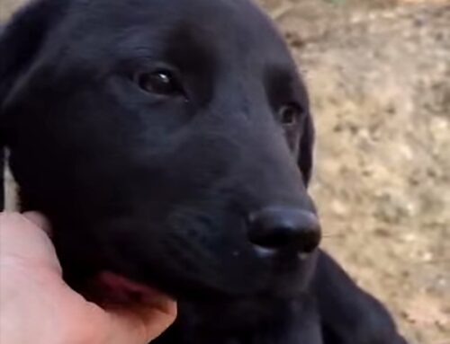 Due cucciole di Labrador aspettano adozione