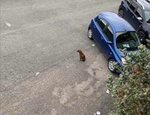 Cagnolino segnalato a Poggio Nativo