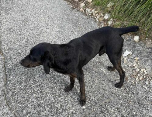 Si cerca aiuto per questo cagnolino di Montorio Romano