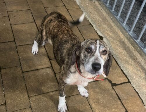 Cagnolina trovata in zona Borbona. Chi l’ha smarrita?