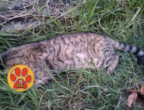 Terzo gatto trovato mørto in pochi giorni a Rieti (Lazio)