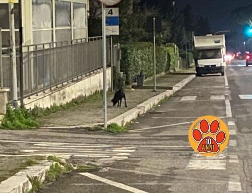 Cane mantello scuro vaga da due giorni sulla Terminillese – Campoloniano