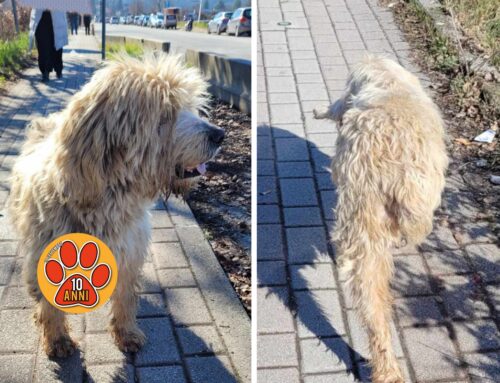 Cane tripode vagante davanti all’ospedale de Lellis