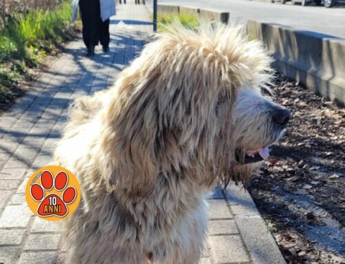 Tornato a casa il simil Lagotto tripode