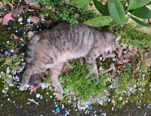 Ennesimo gatto mørto, stavolta a Contigliano