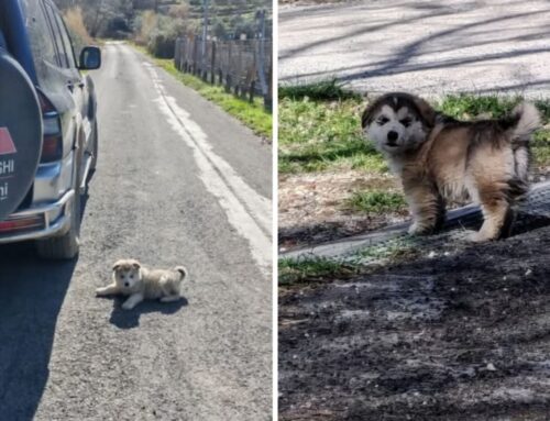 Mamma e due cuccioli vaganti a Borgo Velino