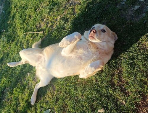 Artù e Macchia, coppia vincente in cerca di una famiglia!