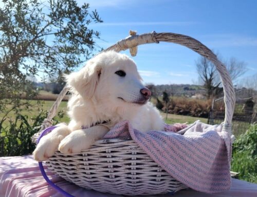 Una cesta piena di amore, quello di Budino: cerca adozione!