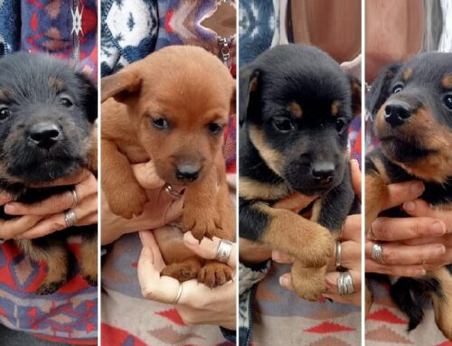 Cuccioli da Cottanello (Lazio) nati da mamma randagia