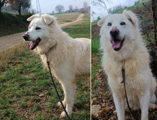 Ghost, tre anni e mezzo e tanta voglia di famiglia