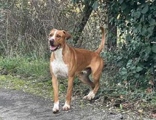 Cane trovato vagante a Guidonia Montecelio. Chi lo ha perso?