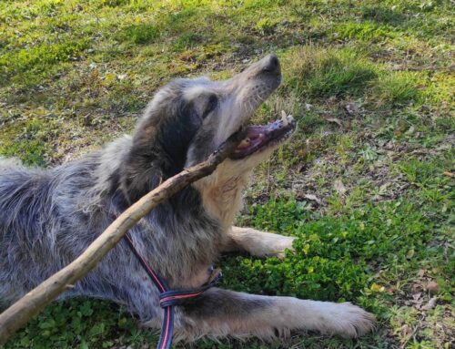 Una storia come tante quella di questa meravigliosa cagnolona mix Border Collie dall’Umbria