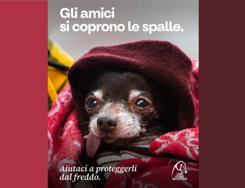 LNDC Animal Protection lancia la campagna “Dona una coperta”