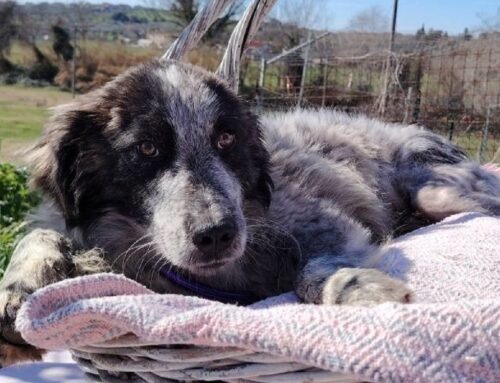 Un cucciolotto elegante e coccolone: Bobby! Trovato investito e lasciato abbandonato a sé stesso