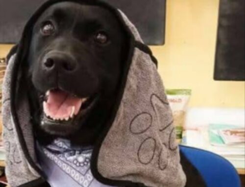 La cagnolona Aida è pronta alle tue coccole: scopri dove