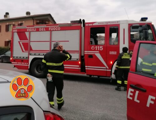 Volontaria e Vigili del Fuoco soccorrono la volpe. Sta bene ed è libera