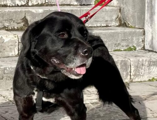 Un passato difficile, il canile, oggi la ripresa: manca solo una adozione. Luna da Gubbio