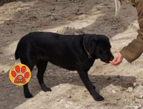 Tornata a casa la cagnolina di viale Maraini