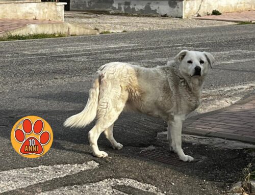 Cagnolone vagante a Cittaducale. Di chi è?