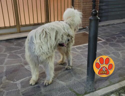 Maremmana in via della Verdura, chi l’ha smarrita?