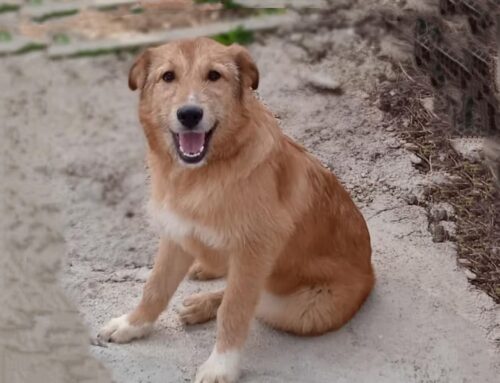 Un fiorellino di nome Fulvia. L’aiutiamo a trovare adozione?