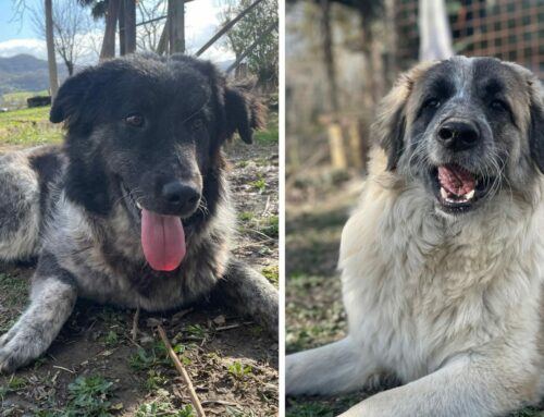 Tina e Alba, per loro si cerca adozione di coppia