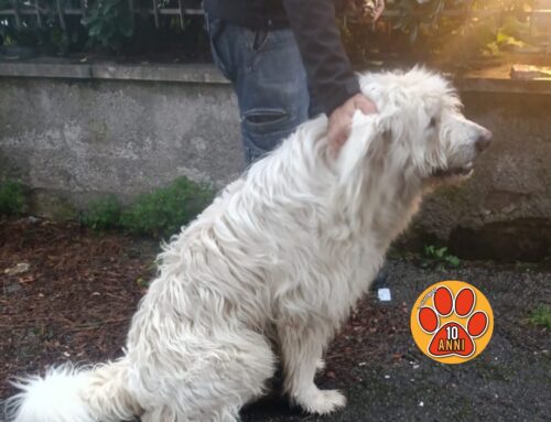 Rocco è ancora in strada tra le auto. I familiari lo riportino al sicuro