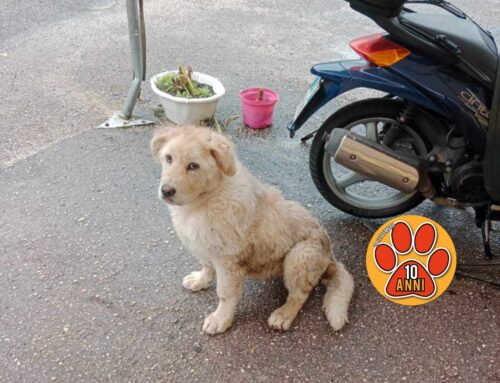 Rieti, trovato smarrito cucciolo di Maremmano