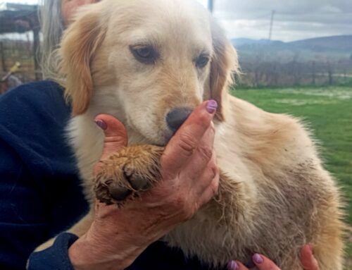 Ritrovata la famiglia del cucciolo scovato davanti al Rifugio di Fiocco