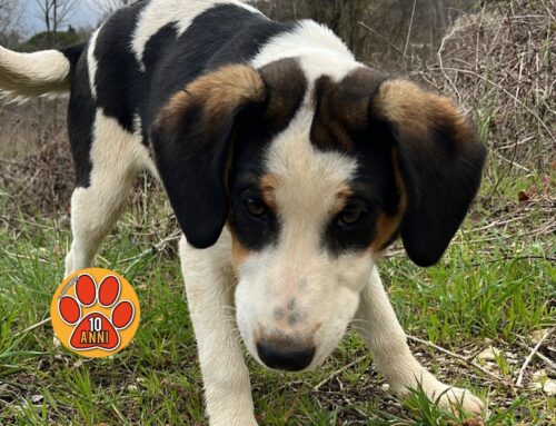 Cagnolino davanti all’ospedale di Rieti