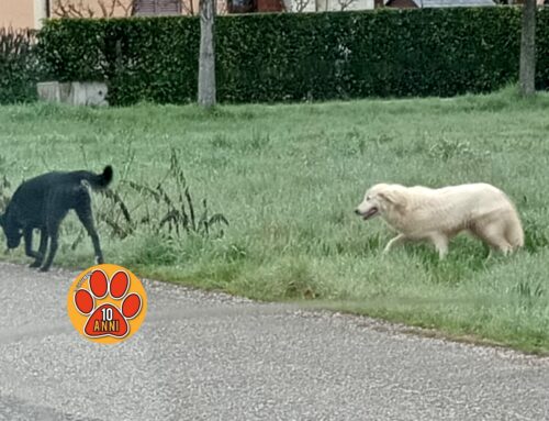 Vaganti in strada: due cani segnalati tra Micioccoli e Quattro Strade