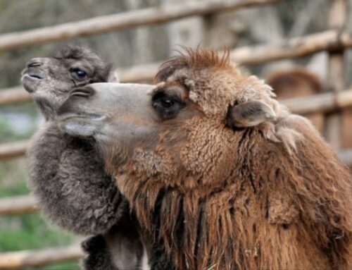 Al BioParco di Roma il 19 marzo i papà entreranno gratis