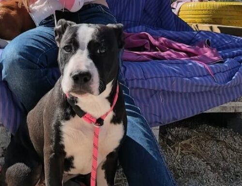 Yumi è una splendida Amstaff di 5 mesi appena compiuti: adozione cercasi