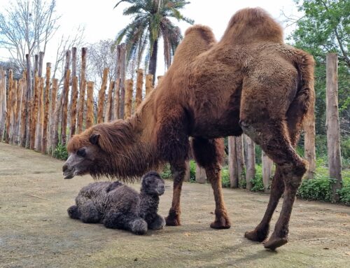 Benvenuto Frosy, cammello della Battriana. Nuova nascita al BioParco di Roma