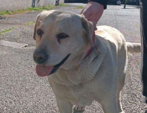 Tornata a casa grazie al microchip la Labrador di via Salaria per L’Aquila