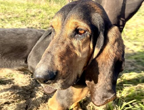 Segugio Fulvio, un personaggio del canile di Gubbio: apriamo la porta del suo box?