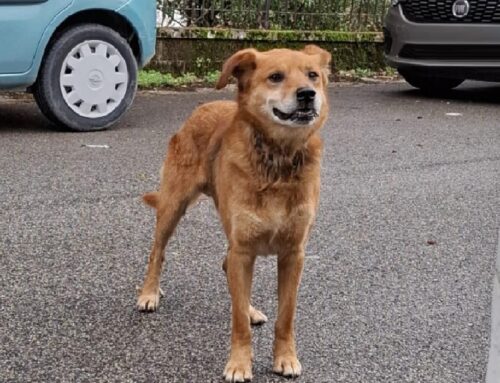 Ancora in strada questo cagnolino. Si cercano i familiari da due giorni