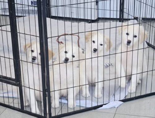 Meravigliosi cuccioli simil Maremmano cercano adozione. Ora si trovano in canile