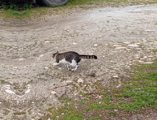 Gattino investito trovato a Passo Corese, chi lo riconosce?