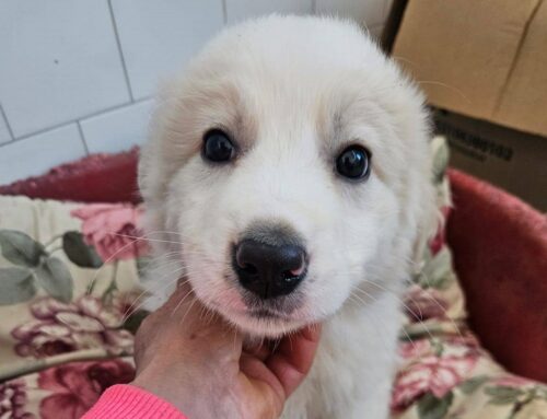 Mario, e tutti gli altri: cuccioli bisognosi di adozioni e di un futuro