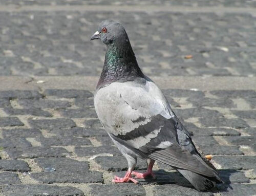 Il Piccione, uccello selvatico occidentale in grado di memorizzare 700 simboli e vocaboli di senso compiuto